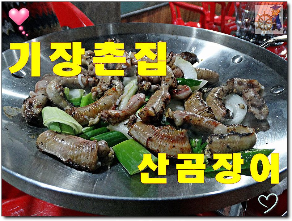 살아있네산곰장어 이미지