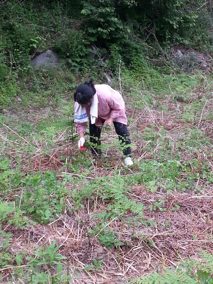 두메산골 영덕고사리 구경하세요~^^