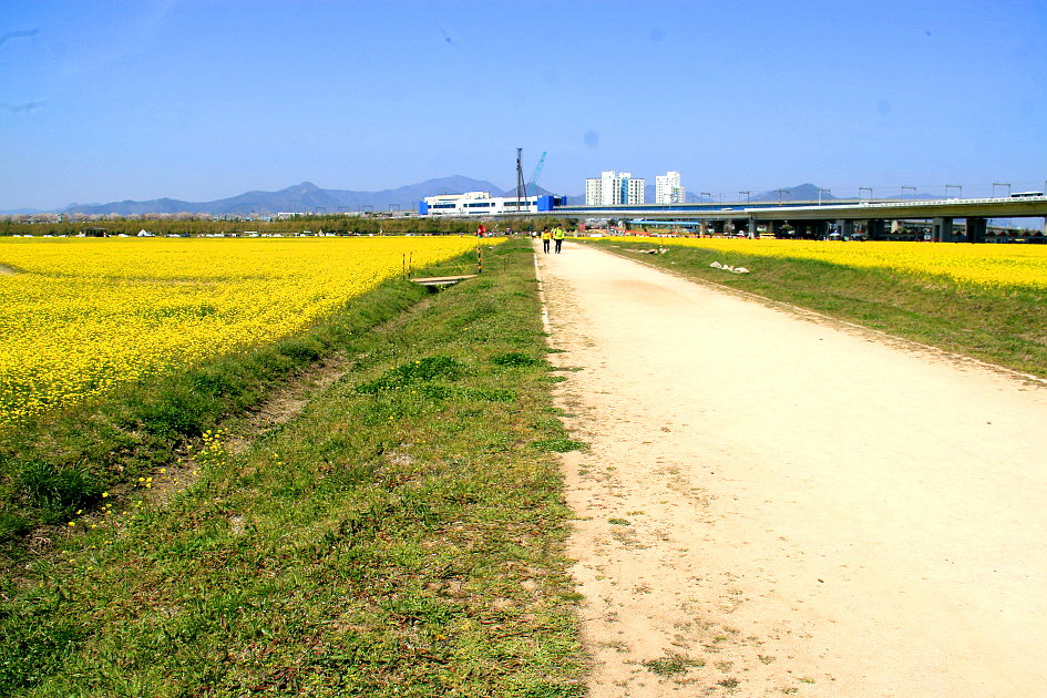부산 대저 유채꽃 전경