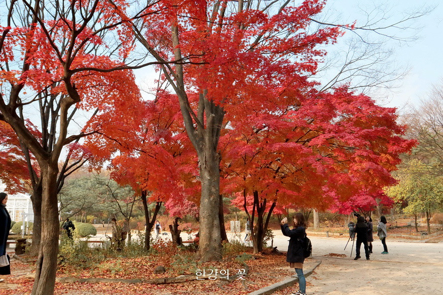 창경궁의 가을색