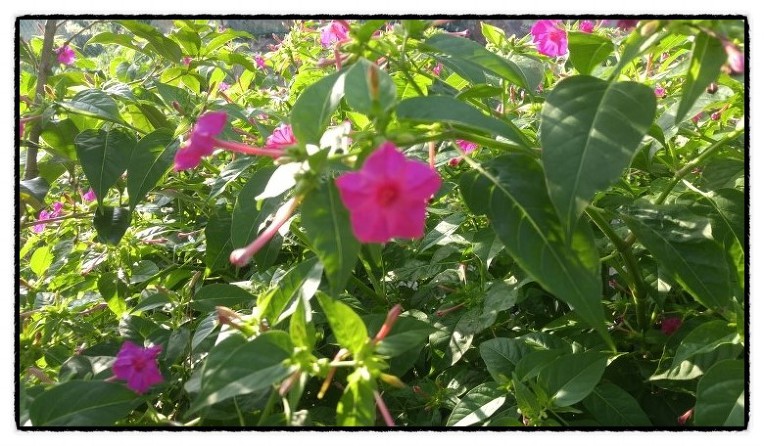 저녁의 미녀라는 분꽃