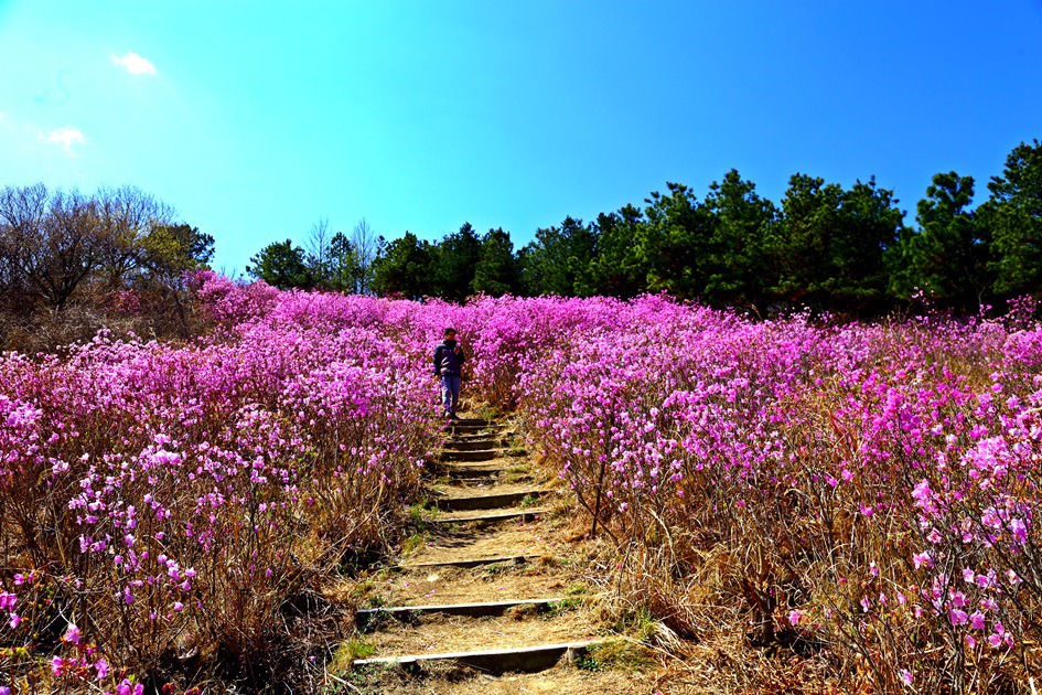 대구 와룡산 진달래