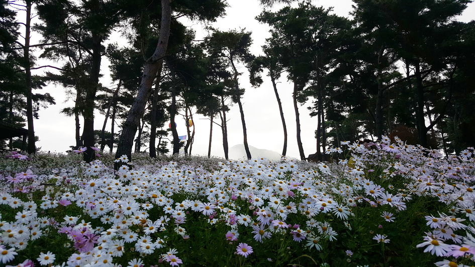 안개 낀 정읍구절초공원의 아침풍경