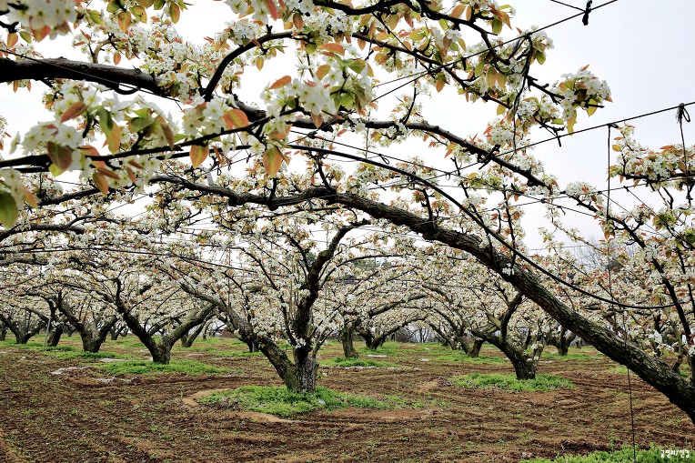 배꽃(梨花) (2018.04.17)화요일