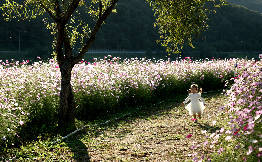 코스모스길 따라서