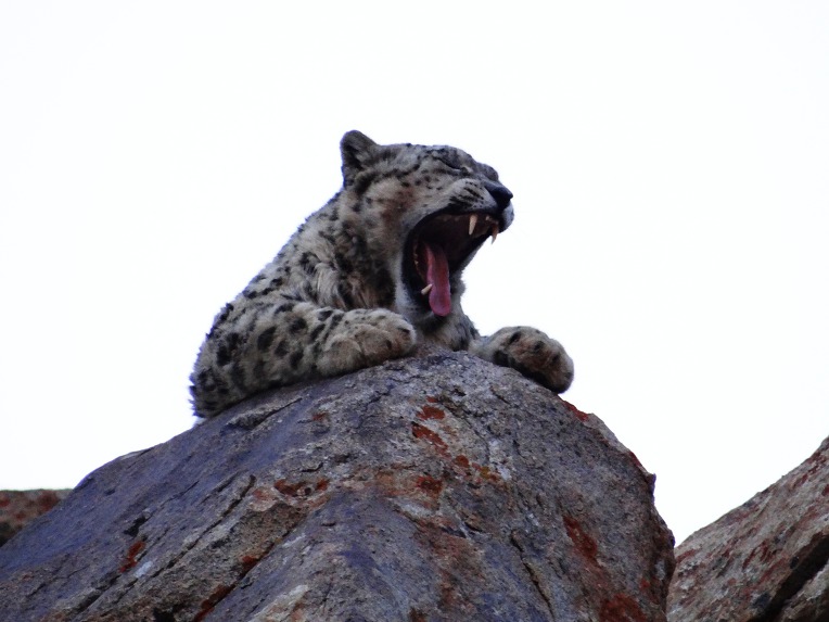 설표(Snow leopard)