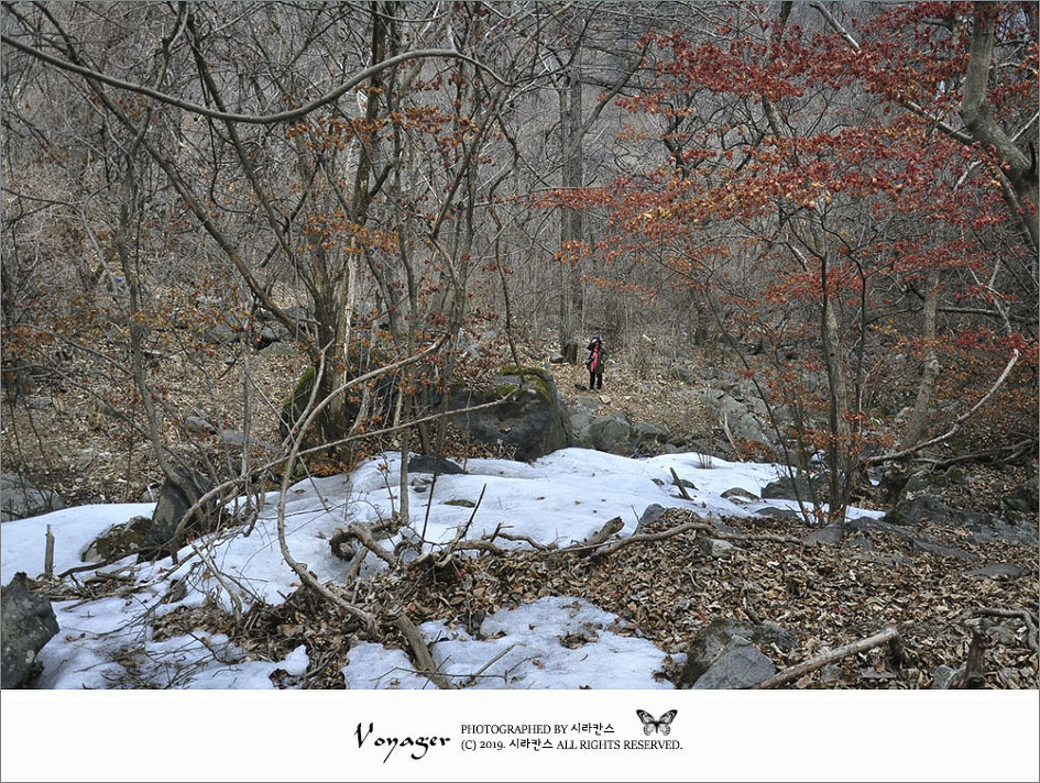 [남양주] 세정사 계곡에서 너도바람꽃과 복수초를 만나고 왔어요.(꿩의바람꽃, 현호색, 중의무릇까지)