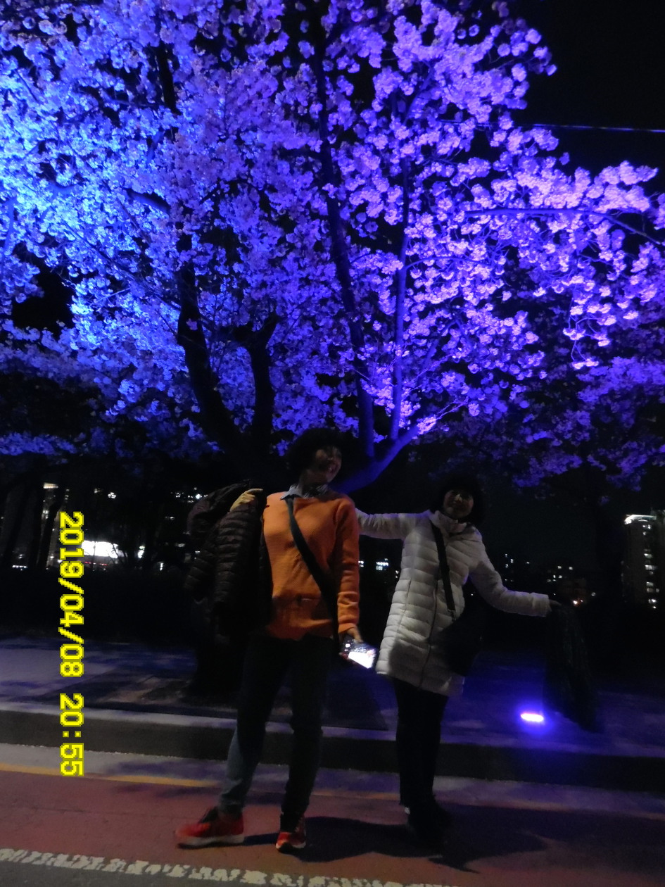 [여의도] 윤중로 벚꽃