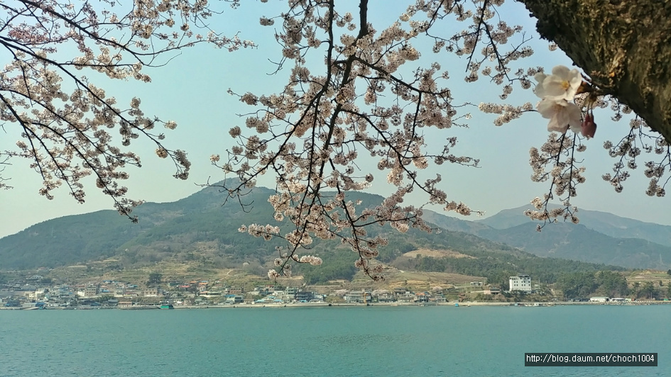 경남 남해 왕지벚꽃 길